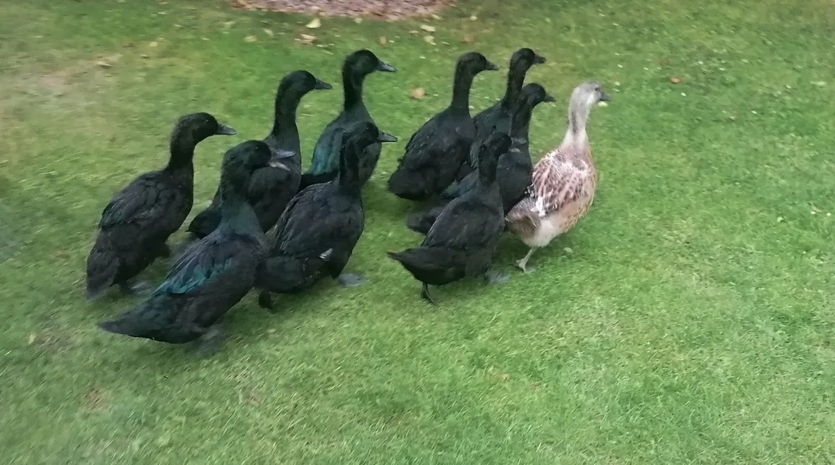 Ducks - Image 1