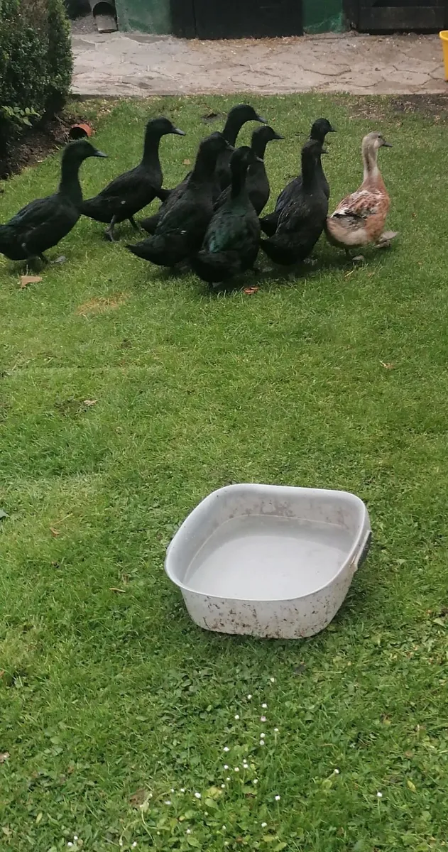 Ducks - Image 3