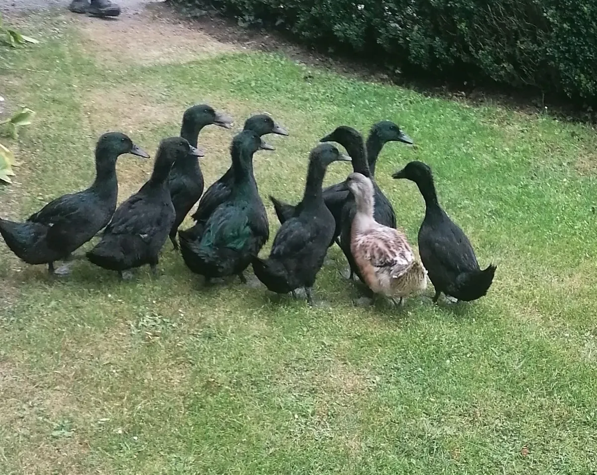 Ducks - Image 2