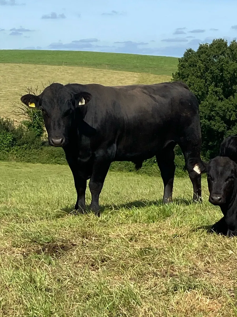 angus bull
