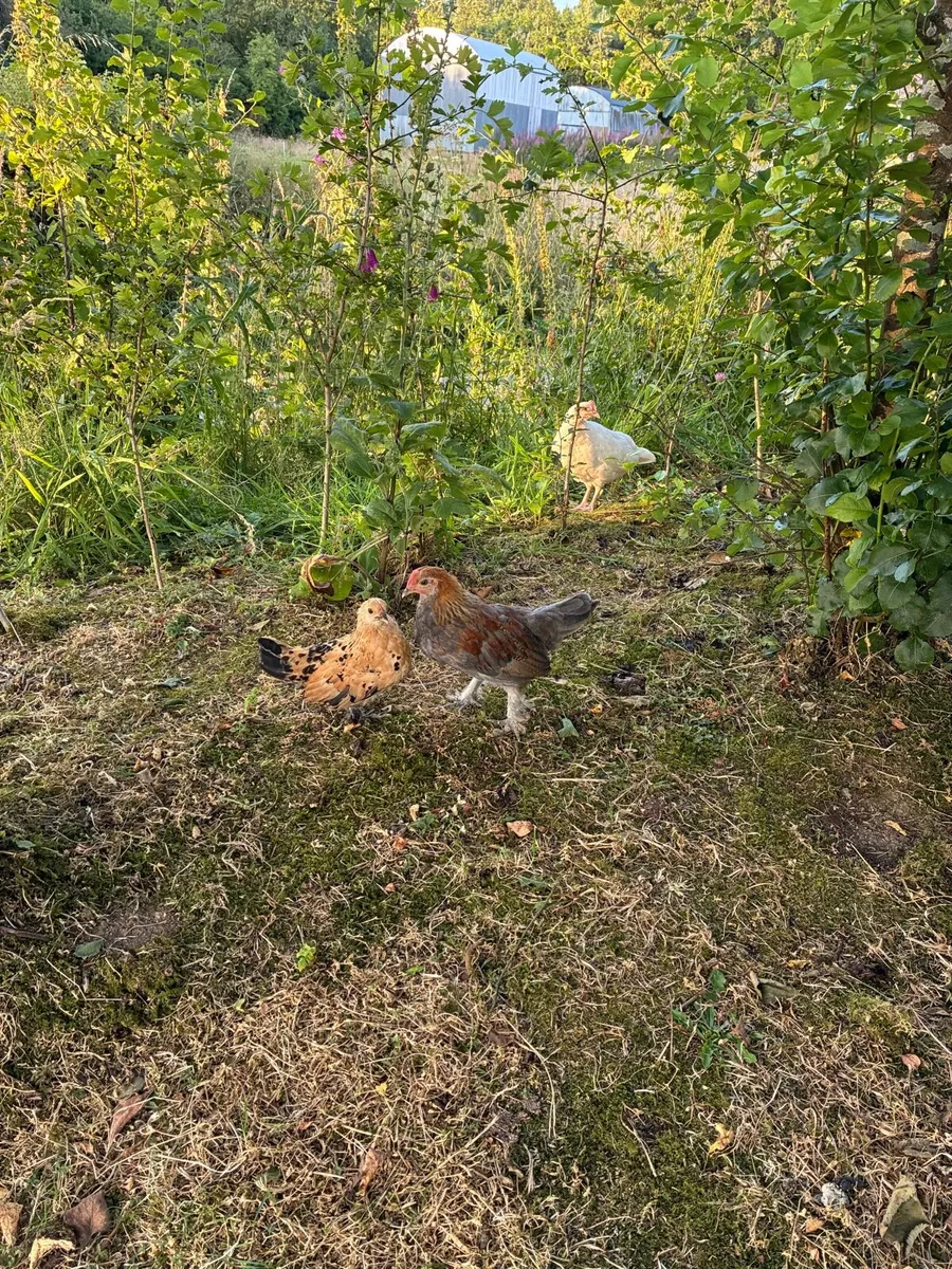 Chicks for sale - Image 1