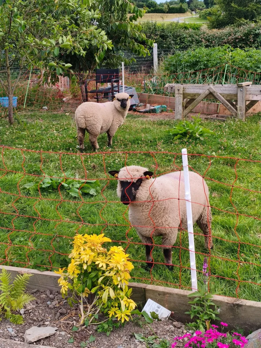 Shropshire sheep - Image 3