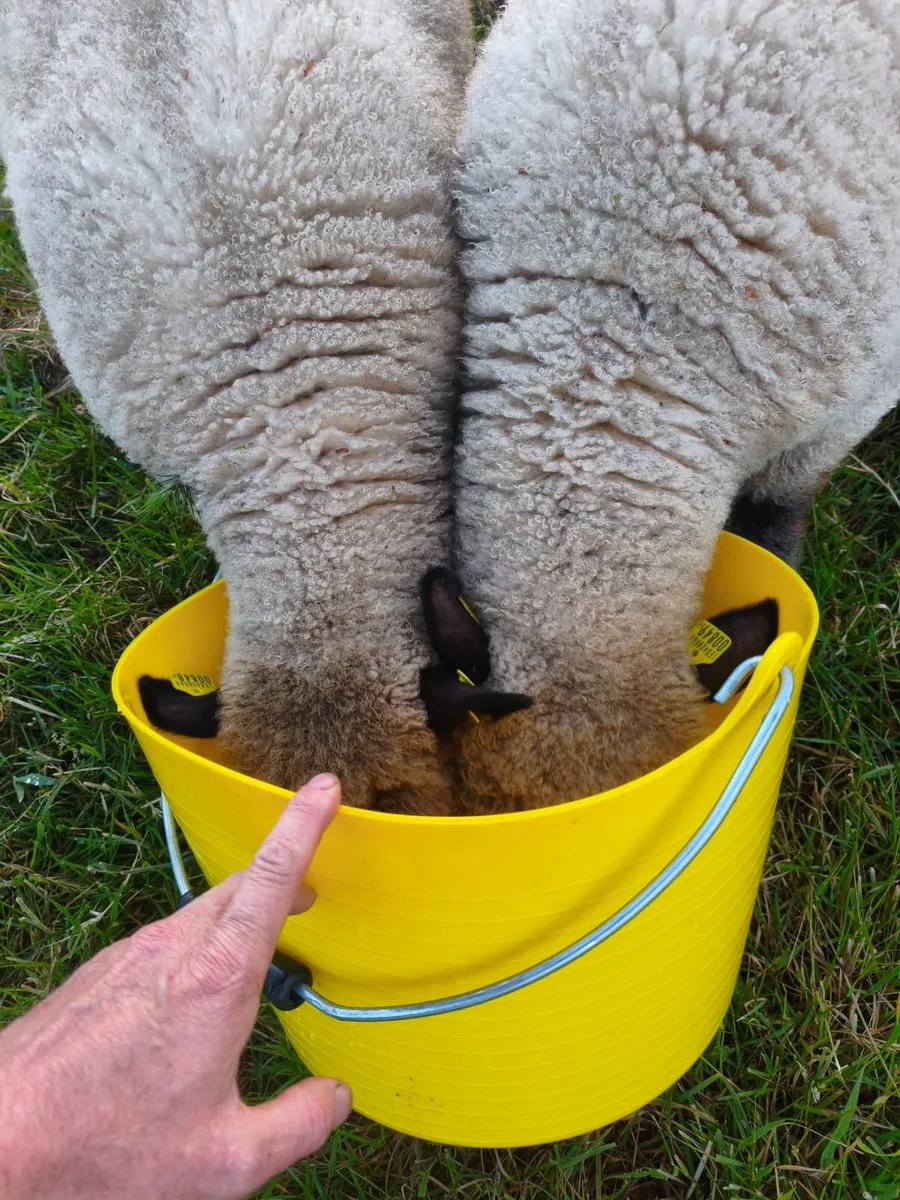 Shropshire sheep - Image 1