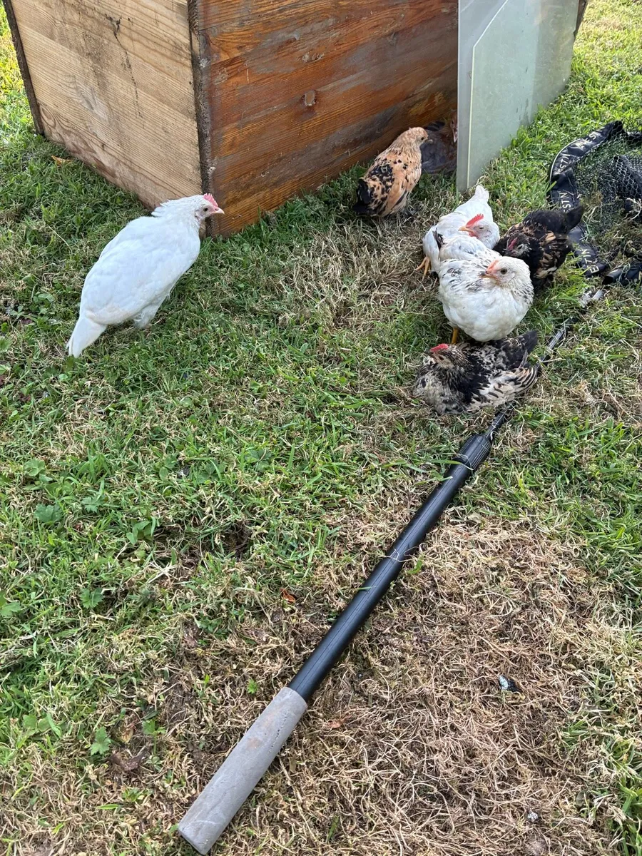 Chicks for sale - Image 3