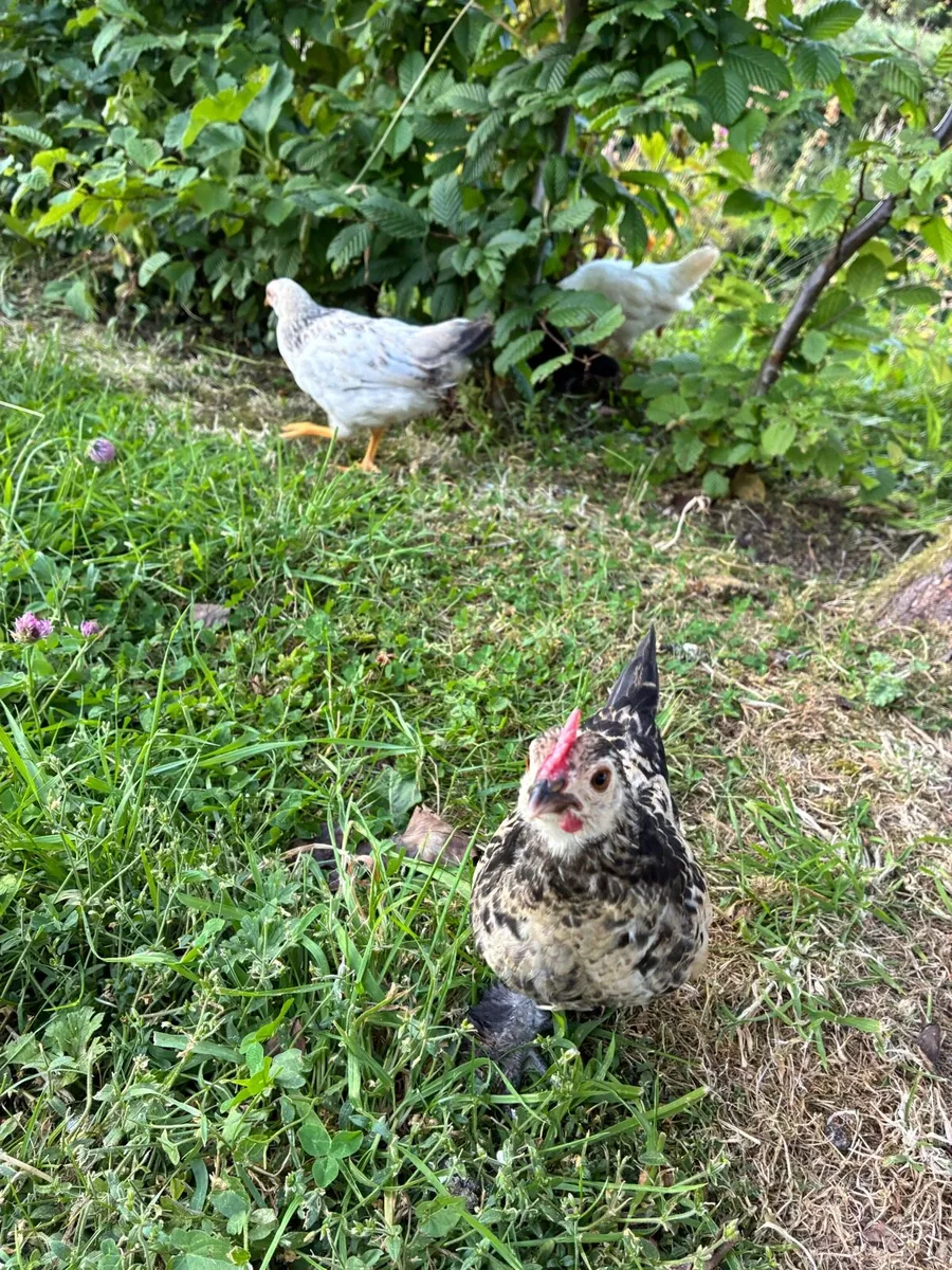 Chicks for sale - Image 4