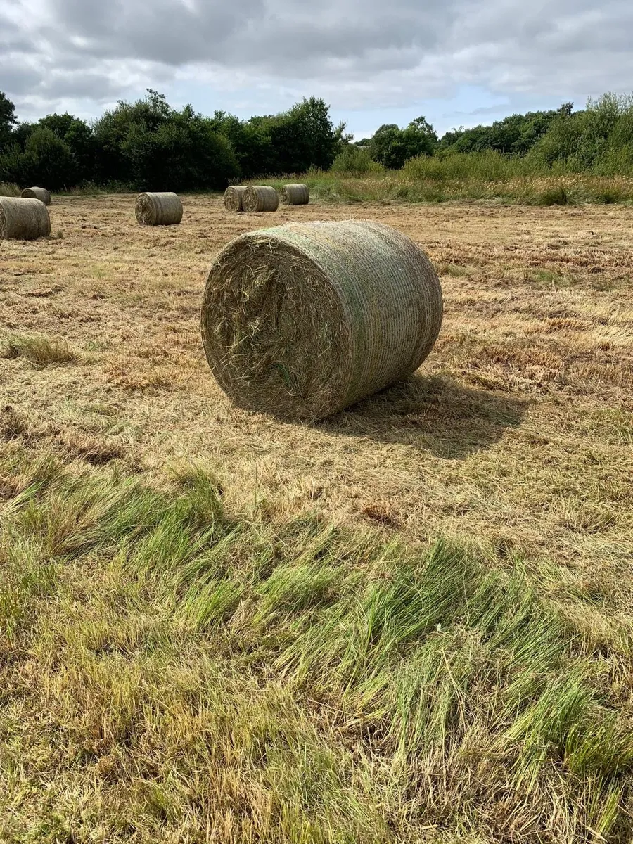 Course Hay - Image 1