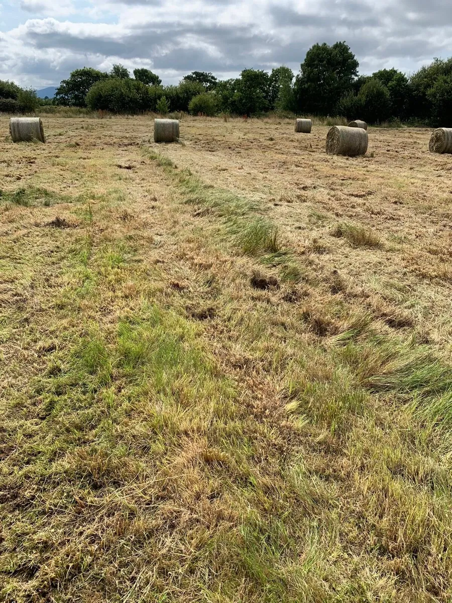Course Hay - Image 2