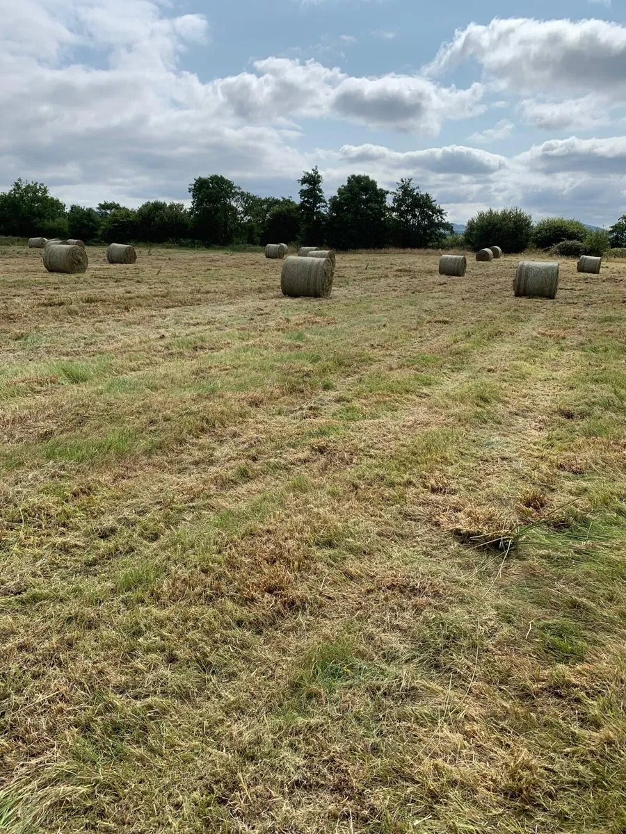 Course Hay - Image 3