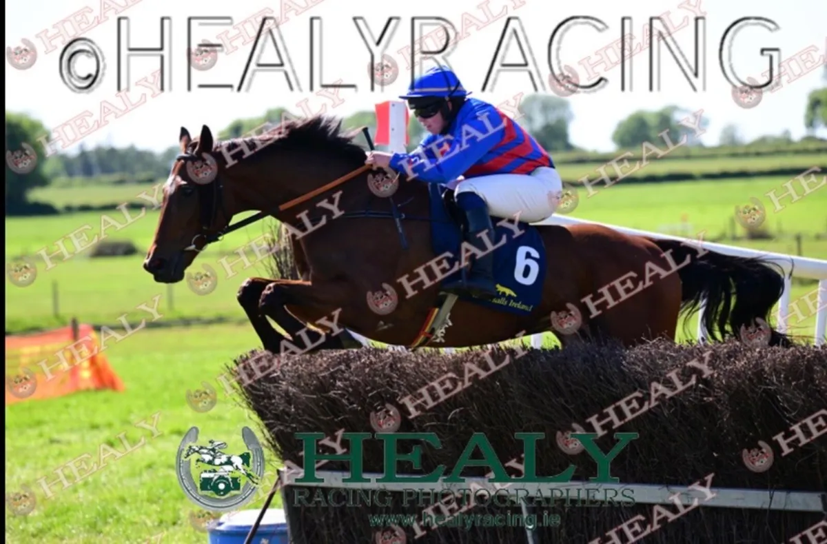 16.1 thoroughbred gelding - Image 1