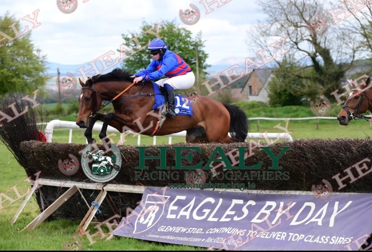 16.1 thoroughbred gelding - Image 2