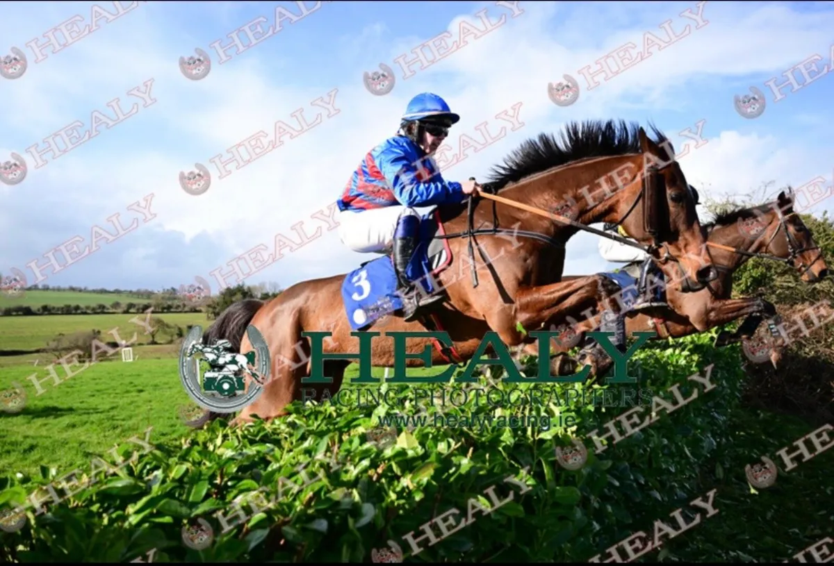 16.1 thoroughbred gelding - Image 3