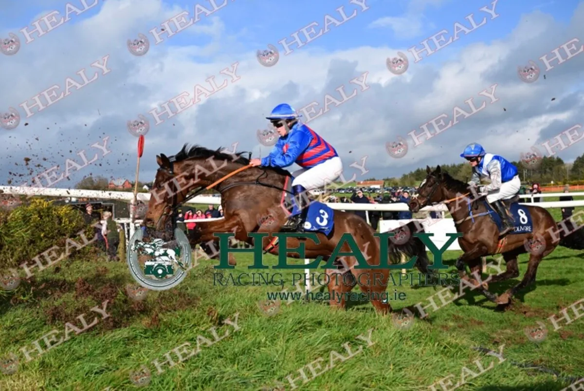 16.1 thoroughbred gelding - Image 4