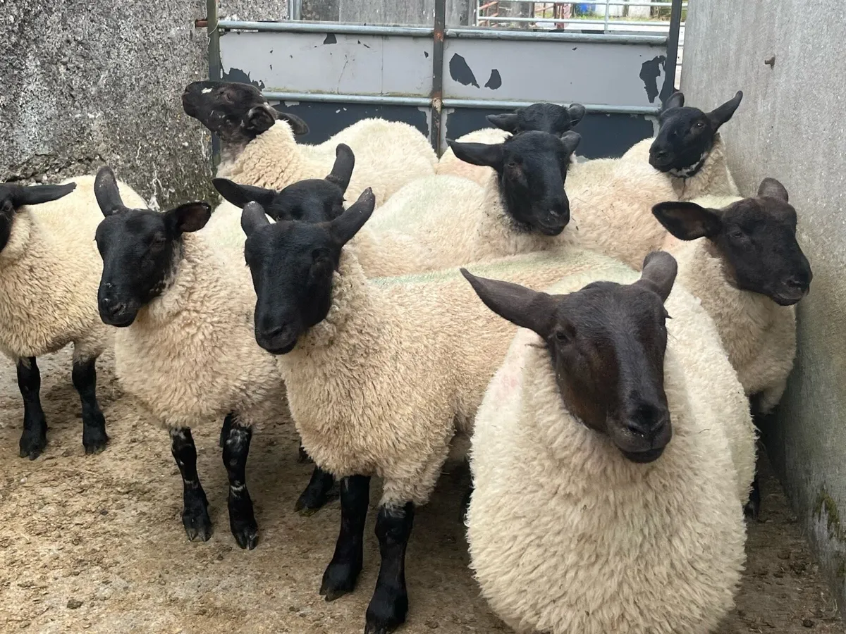 SUFFOLK EWE LAMBS - Image 4