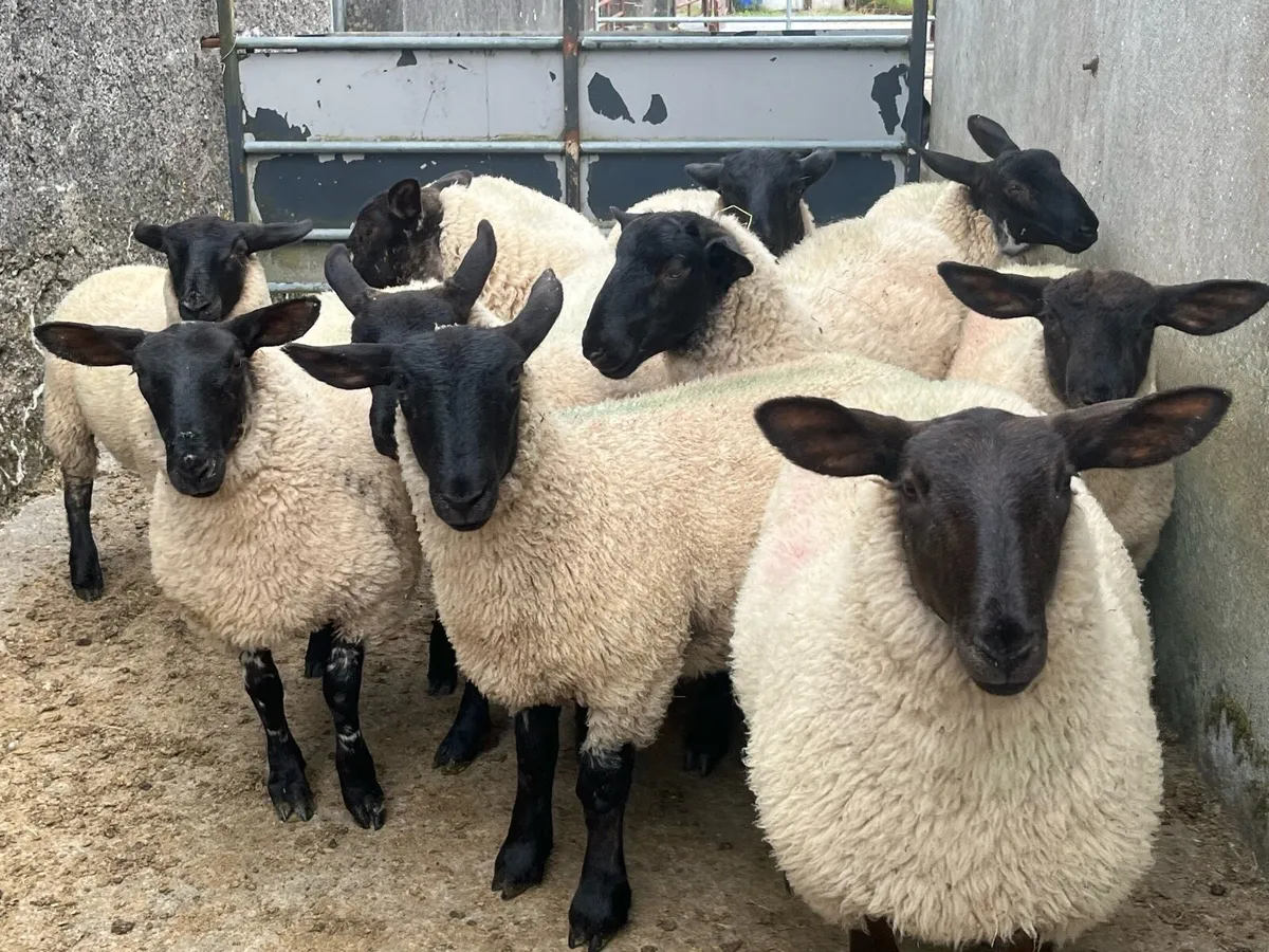 SUFFOLK EWE LAMBS - Image 1