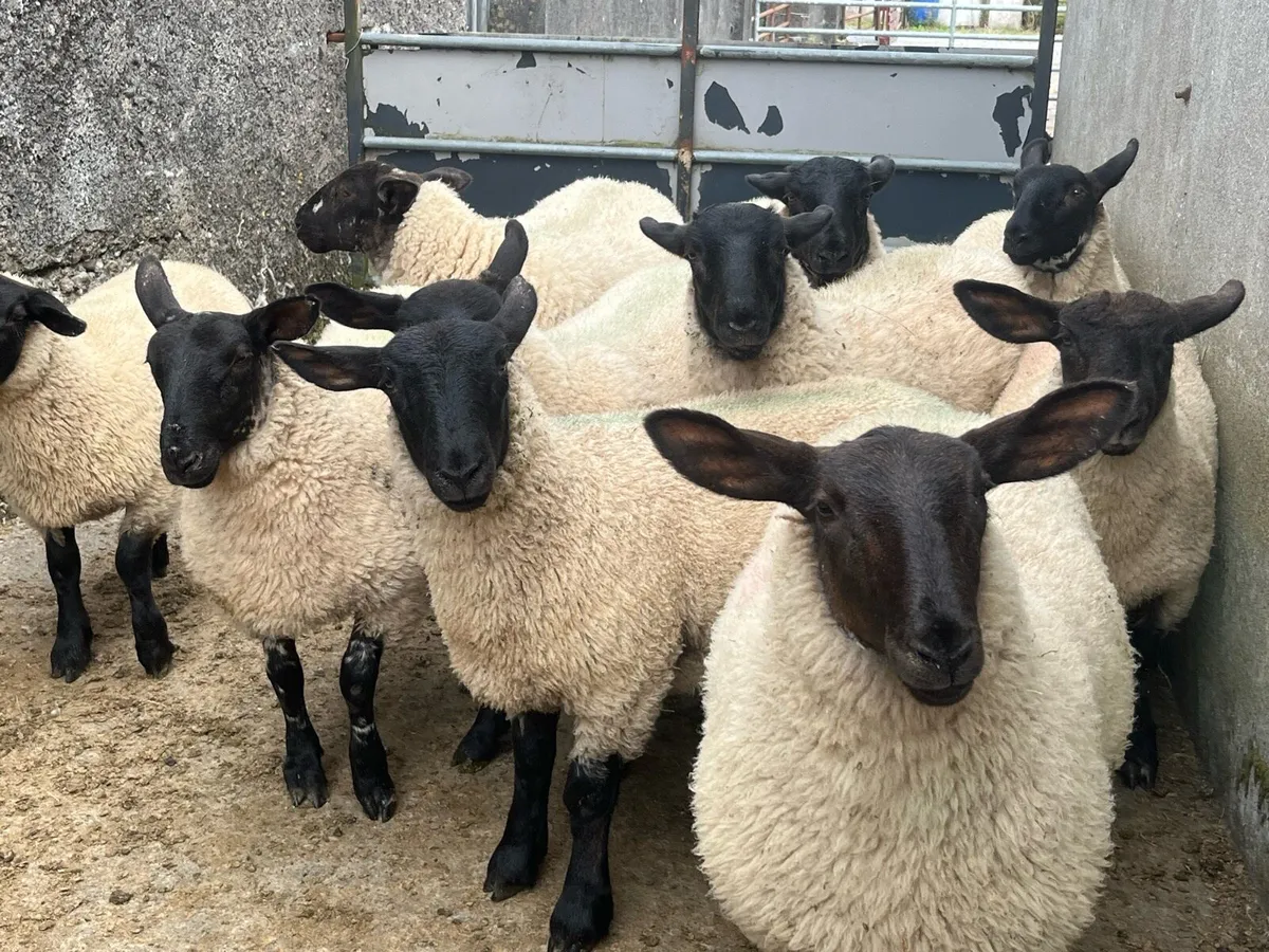 SUFFOLK EWE LAMBS - Image 2