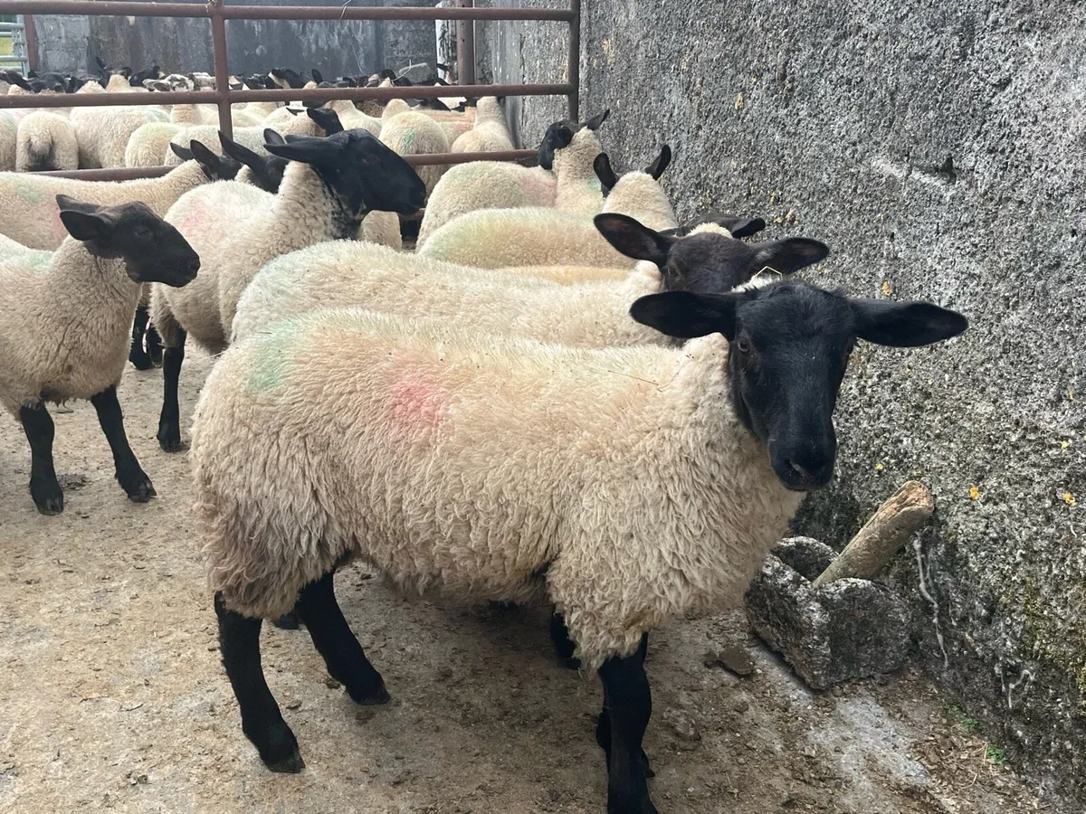 SUFFOLK EWE LAMBS - Image 3