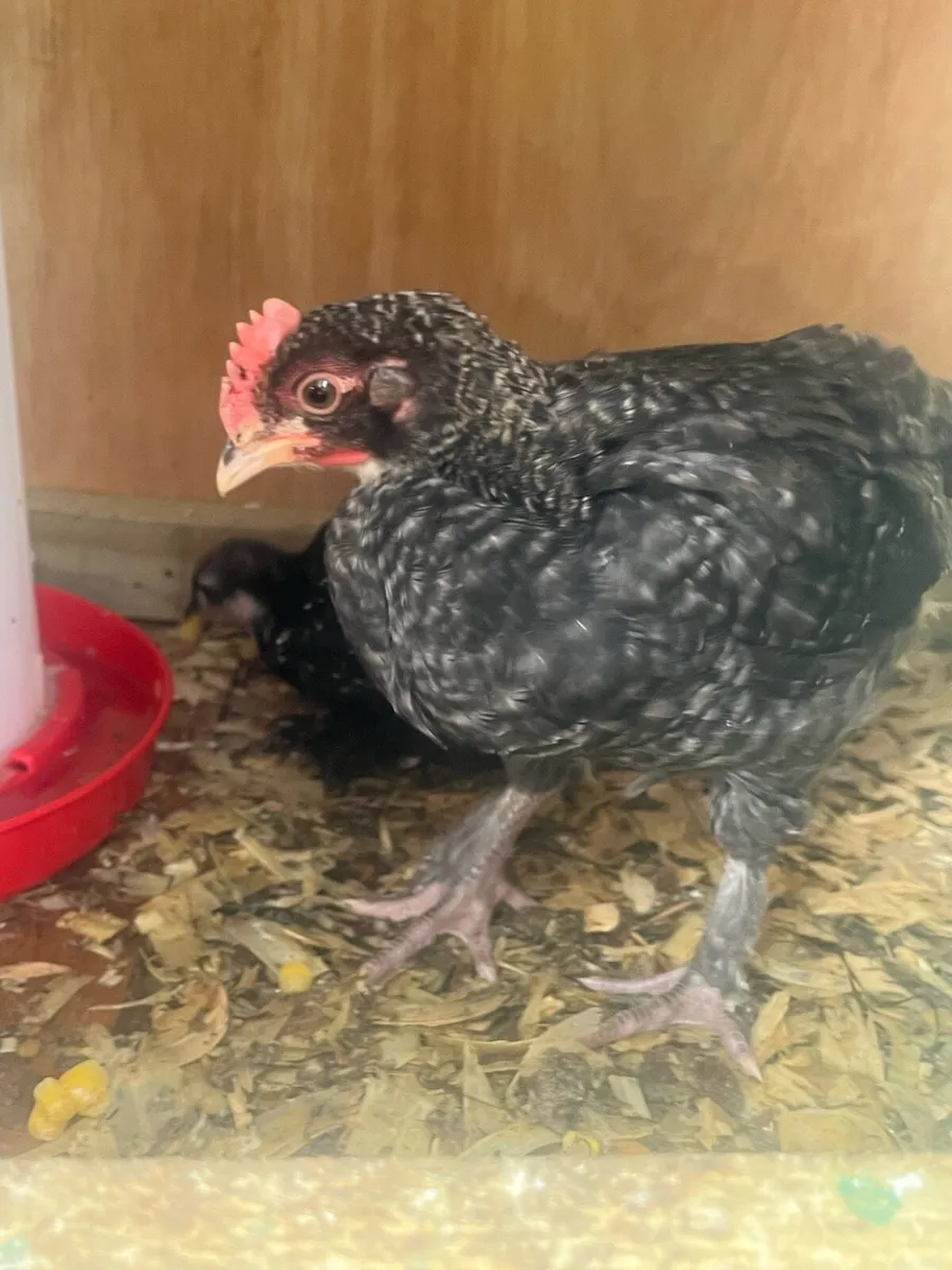 Day old chicks - Image 2