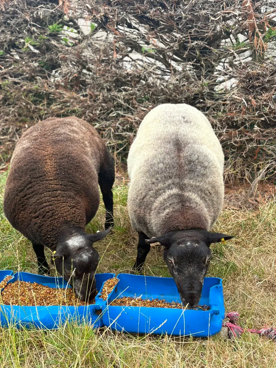 Blue Texel rams - Image 3