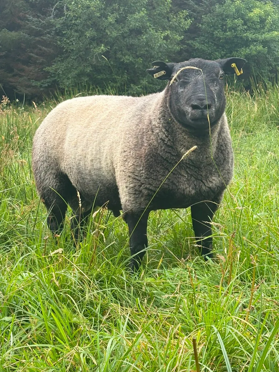 Blue Texel rams - Image 1