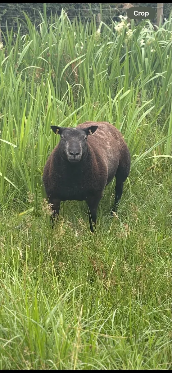 Blue Texel rams - Image 4
