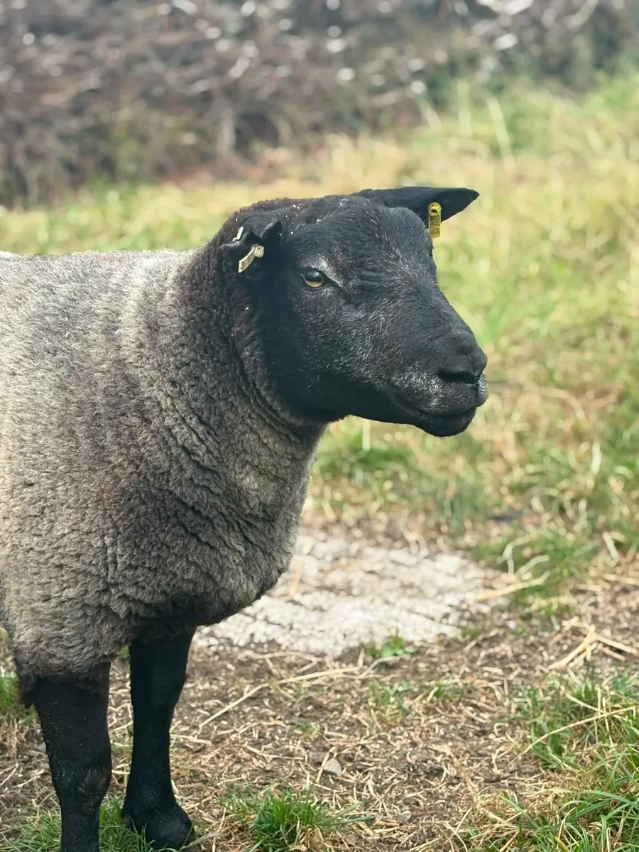 Blue Texel rams - Image 2