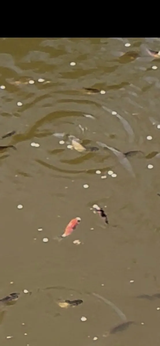 Gold fish - Image 1