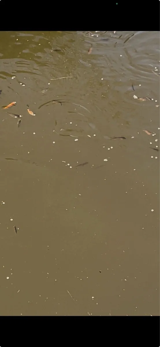 Gold fish - Image 2