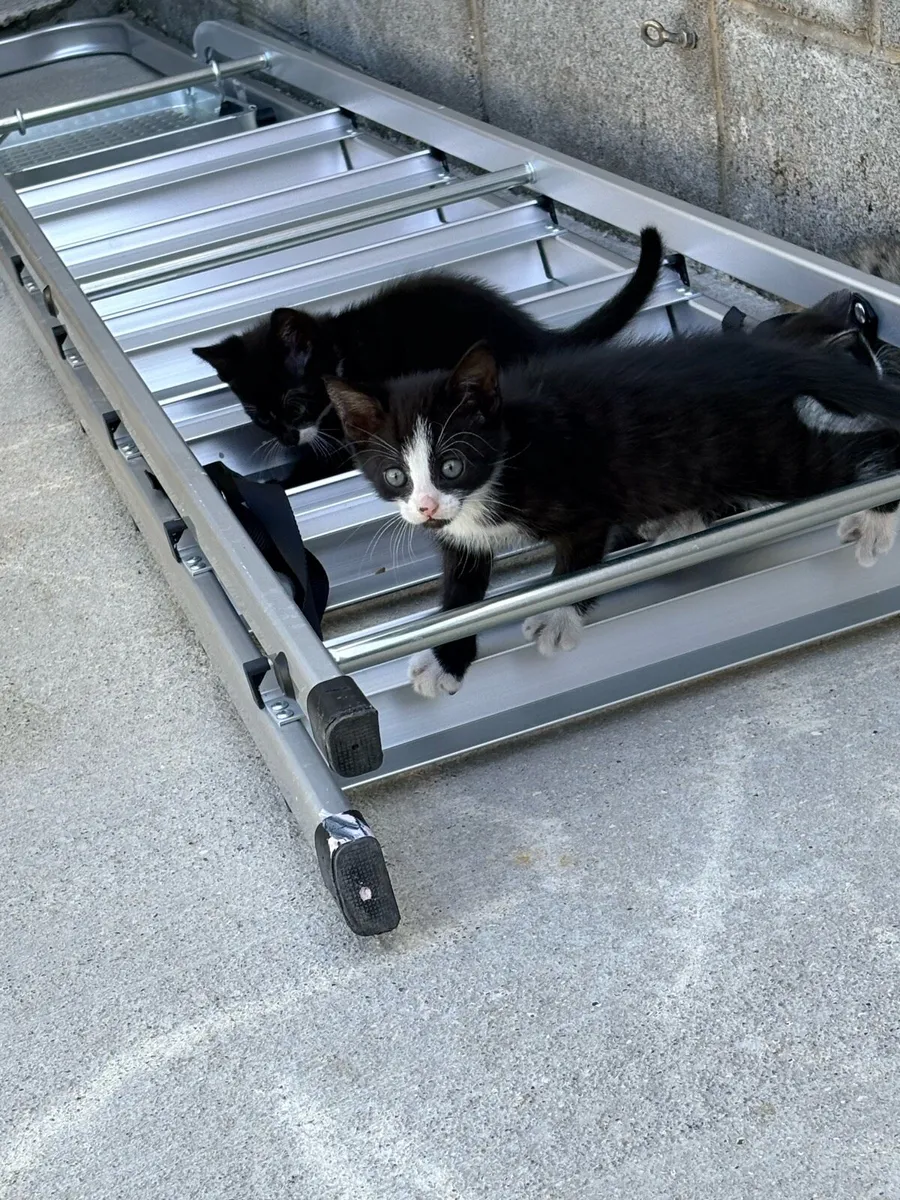 Kittens - Image 3