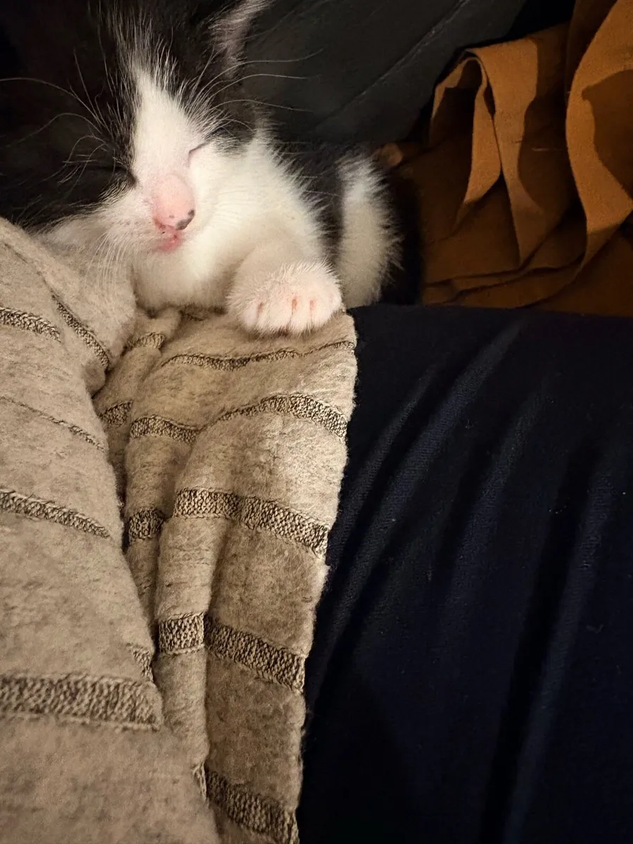 Kittens - Image 4