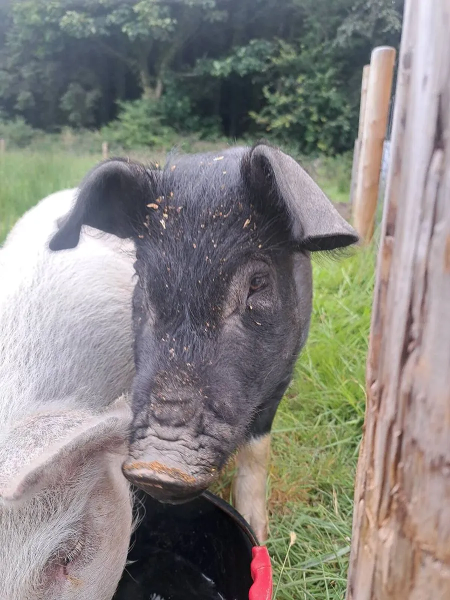 Saddleback Boar - Image 1