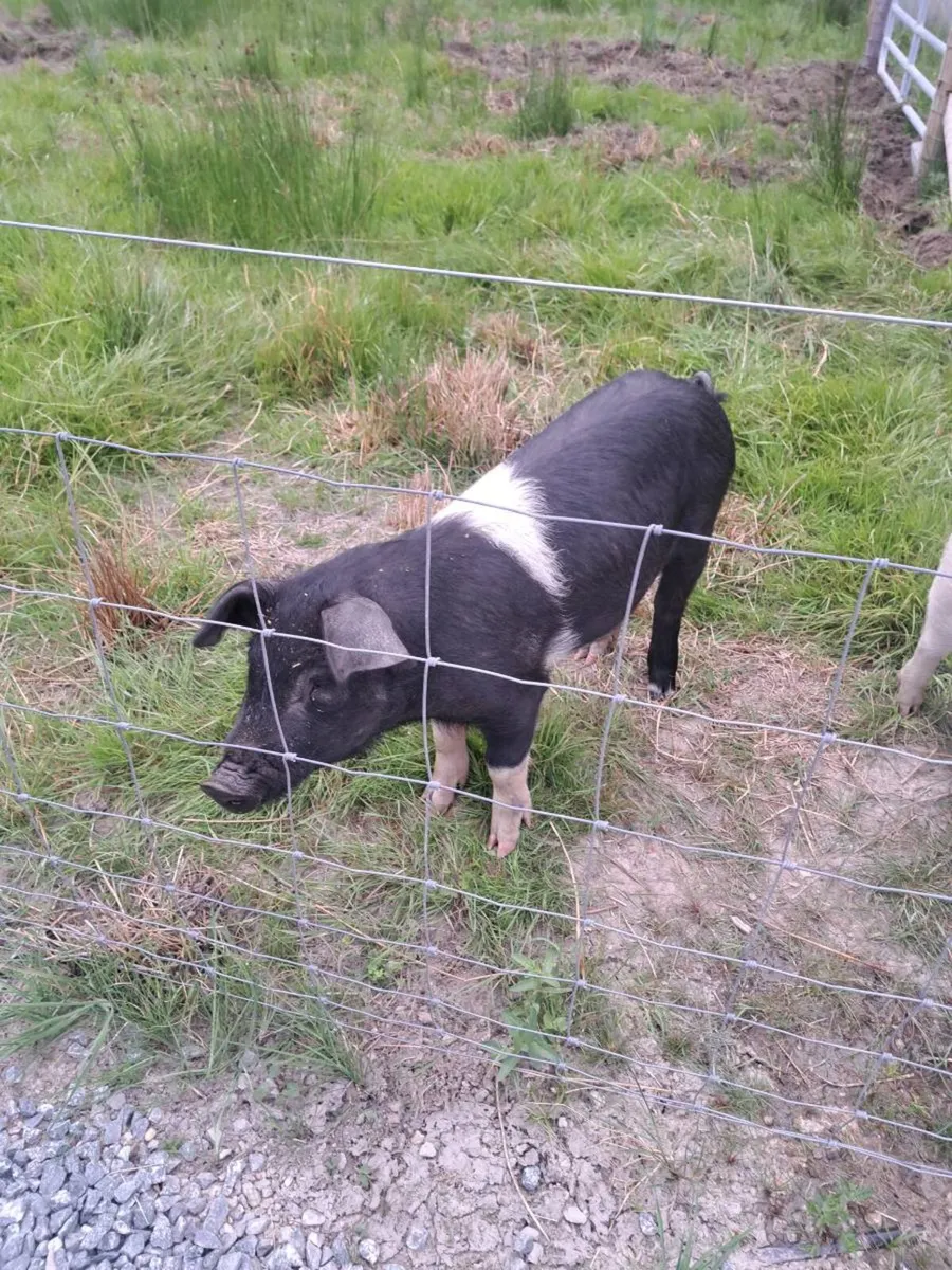 Saddleback Boar - Image 2