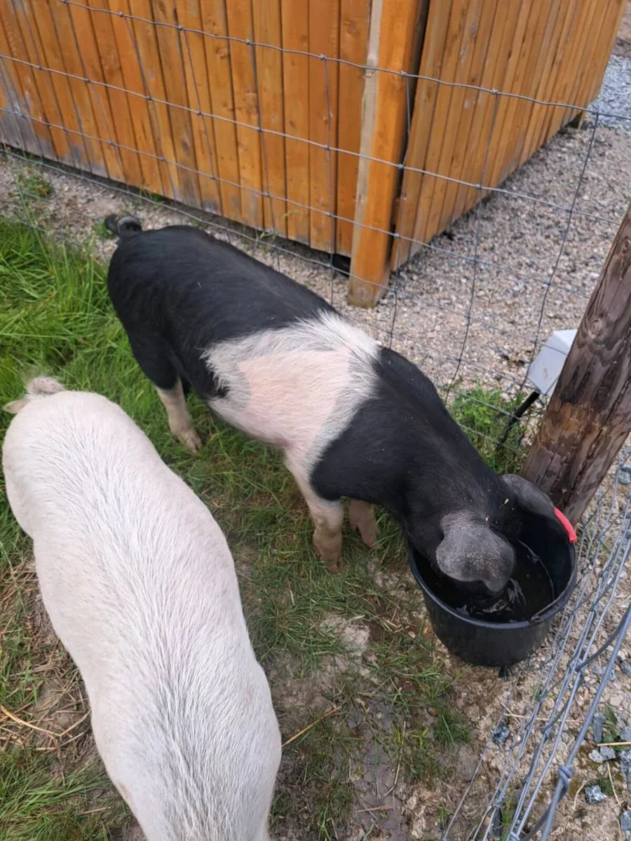 Saddleback Boar - Image 3