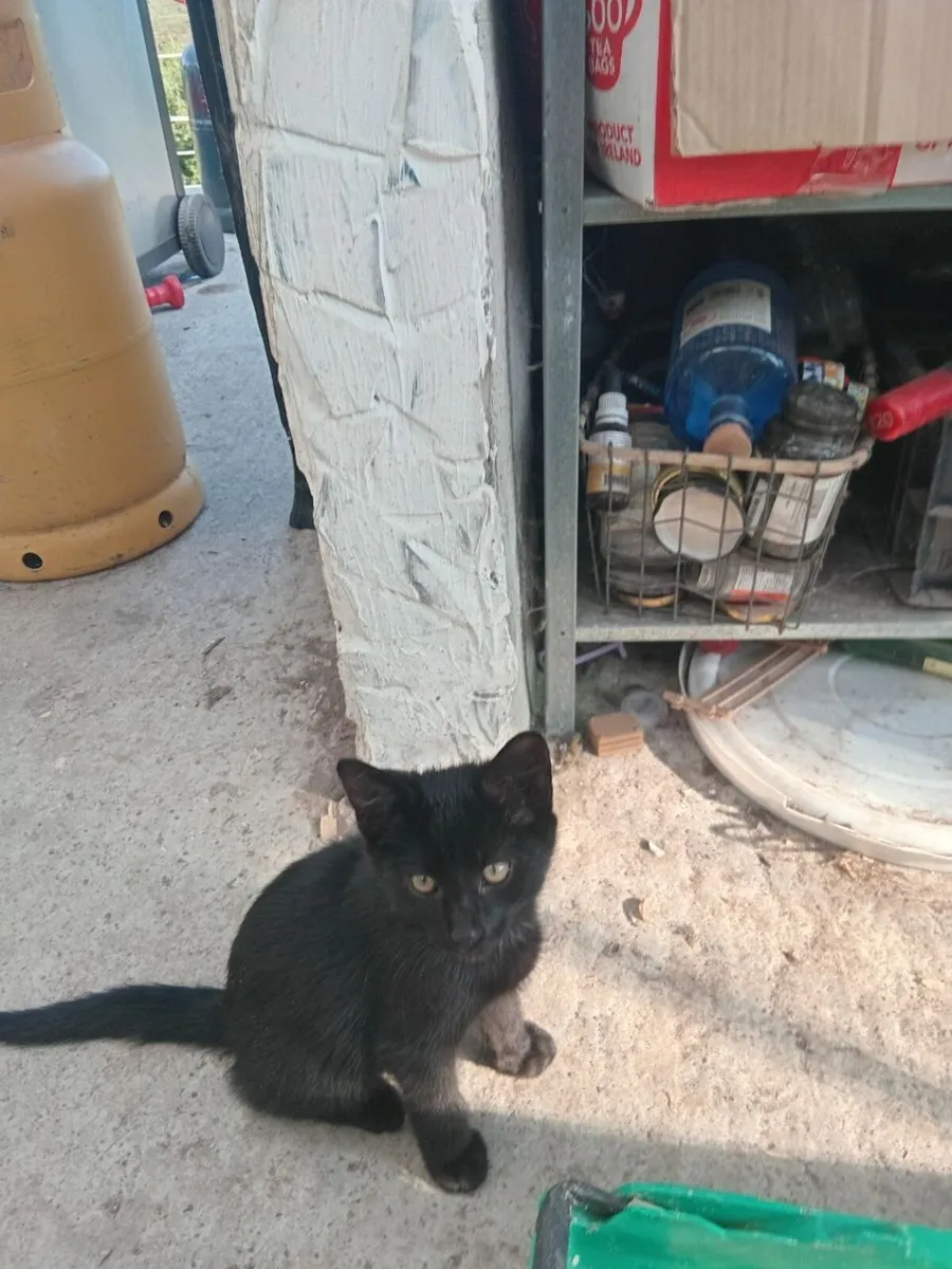 Kittens free to give away. - Image 2