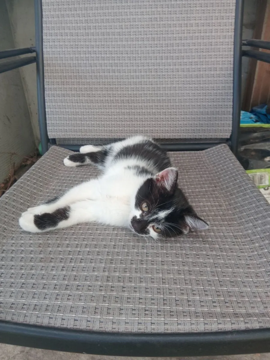 Kittens free to give away. - Image 1