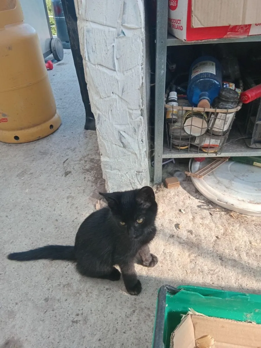 Kittens free to give away. - Image 3