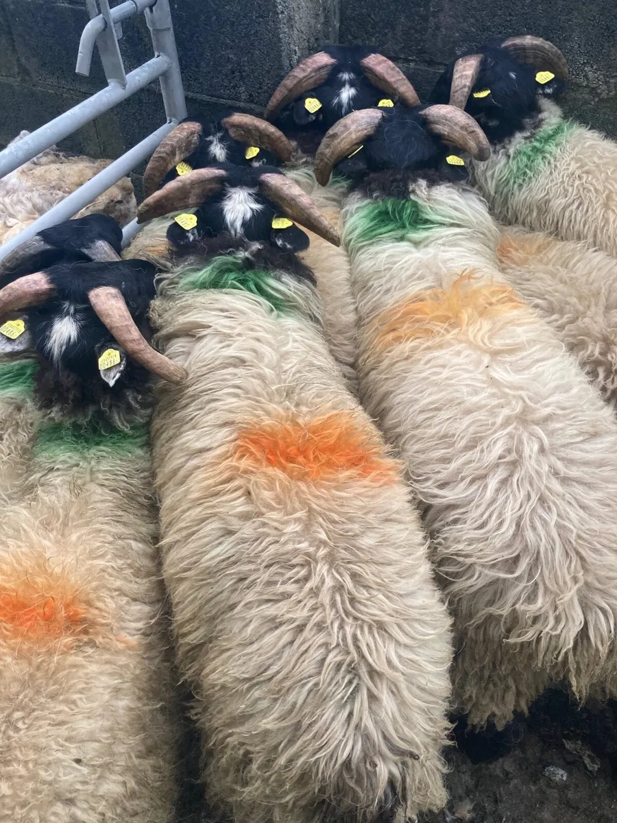 Mountain ramlambs - Image 2