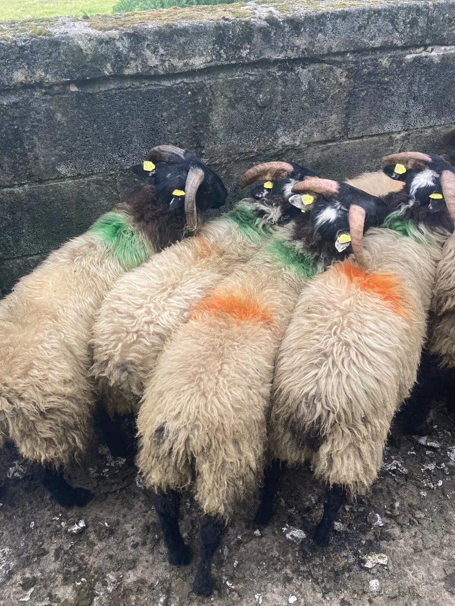 Mountain ramlambs - Image 3