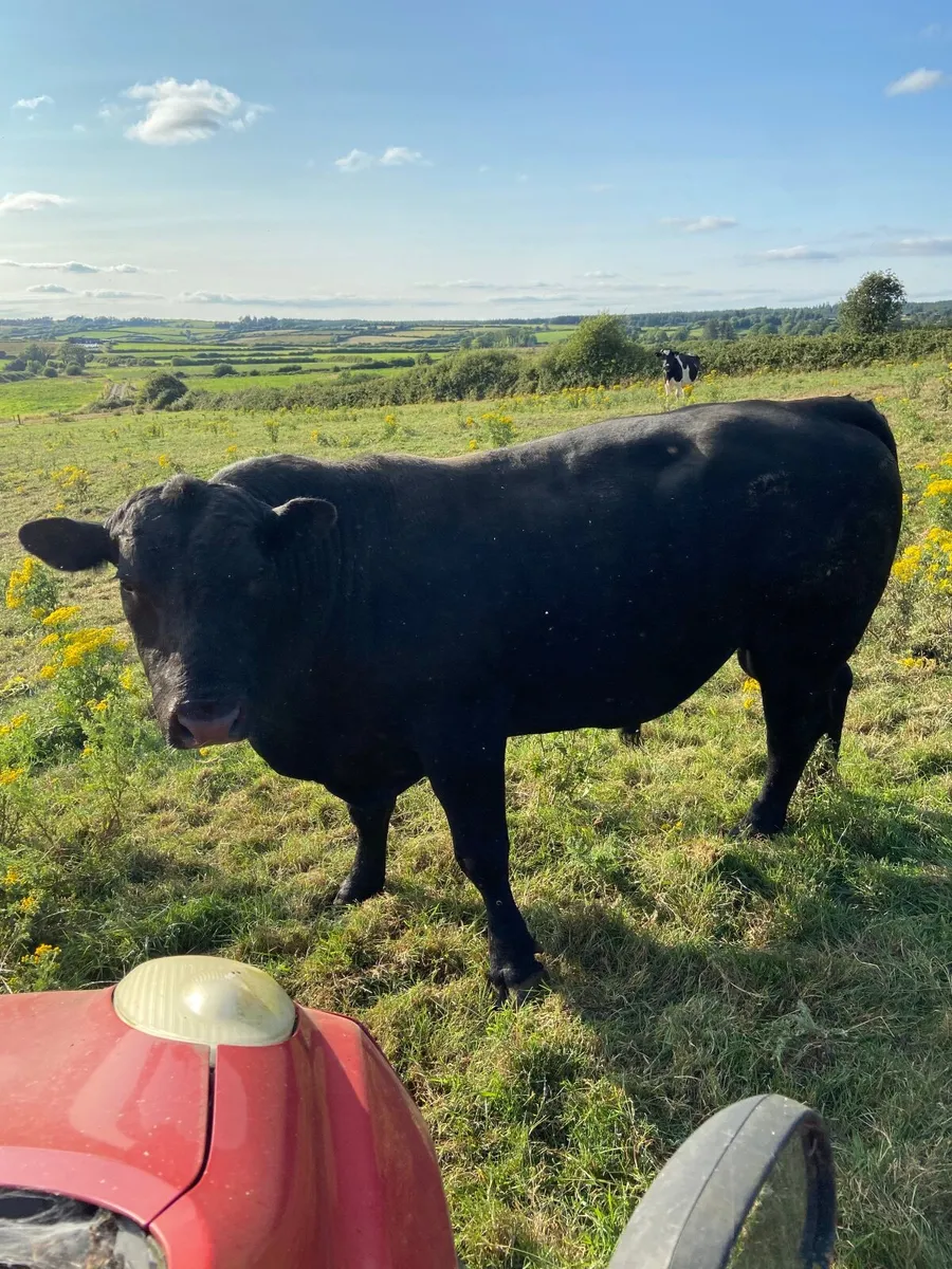 Angus bull - Image 1