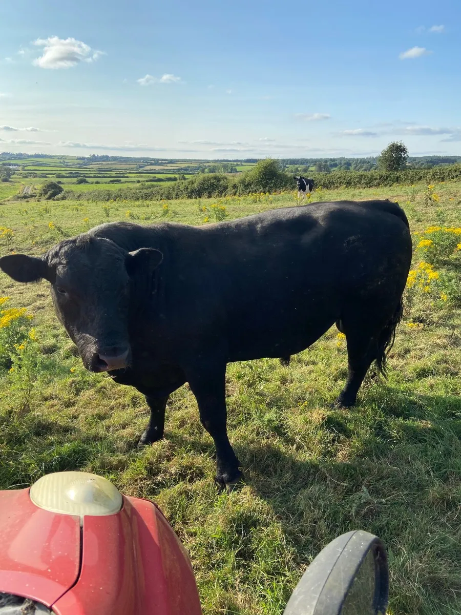 Angus bull - Image 2