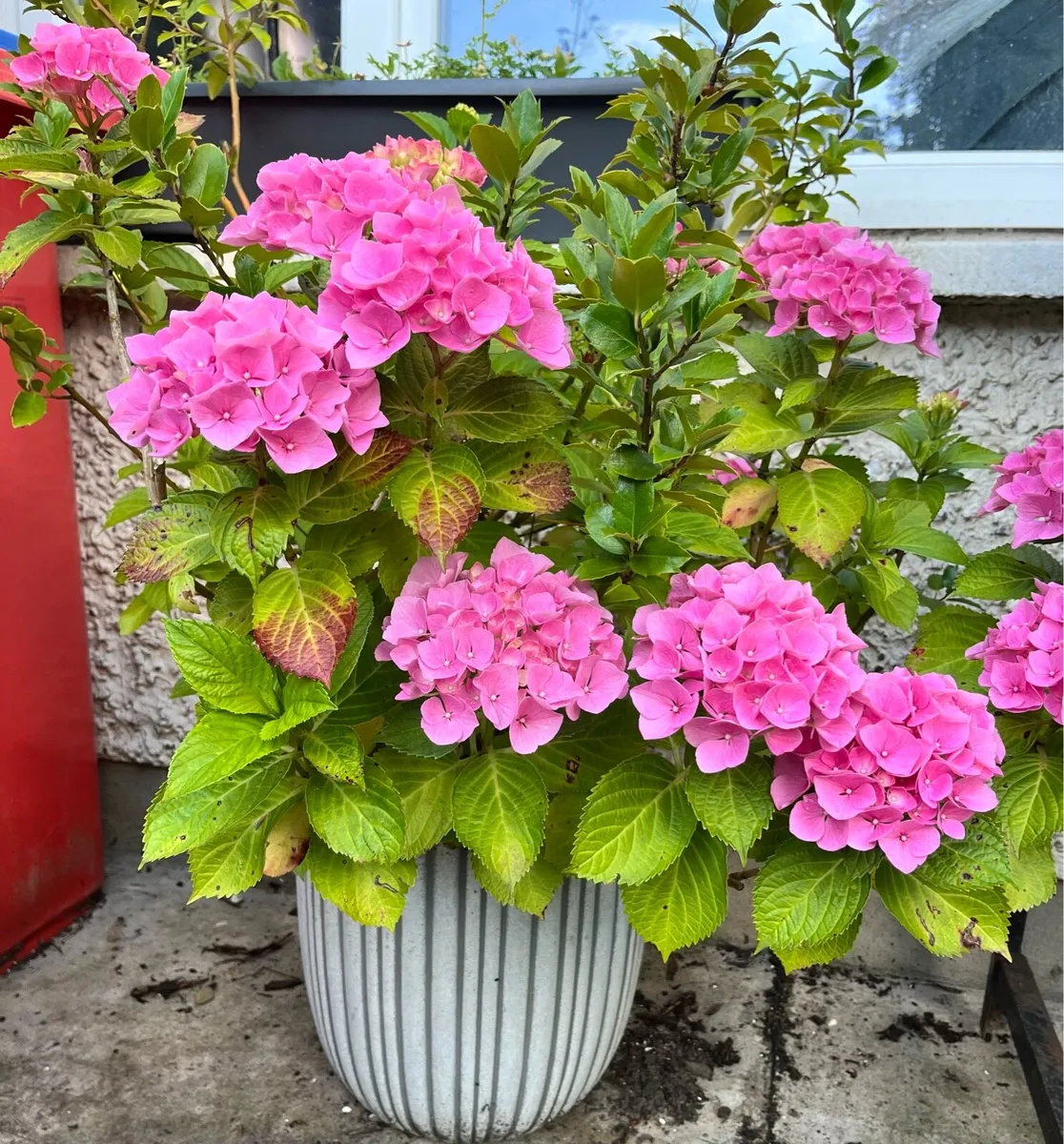 Big plants in the buckets - Image 1