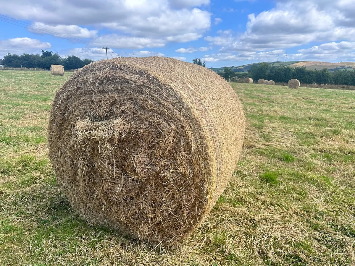 100 Hay Bales - Image 2