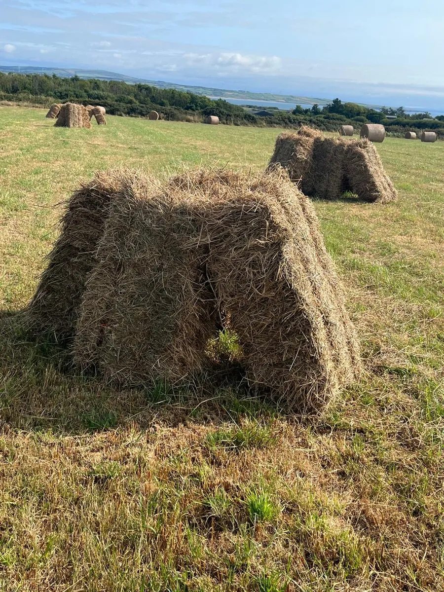 Round and square bale hay for sale - Image 1