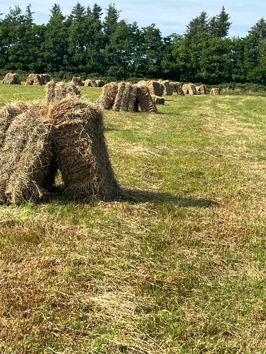 Round and square bale hay for sale - Image 2