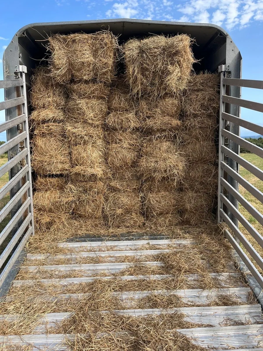 Round and square bale hay for sale - Image 3