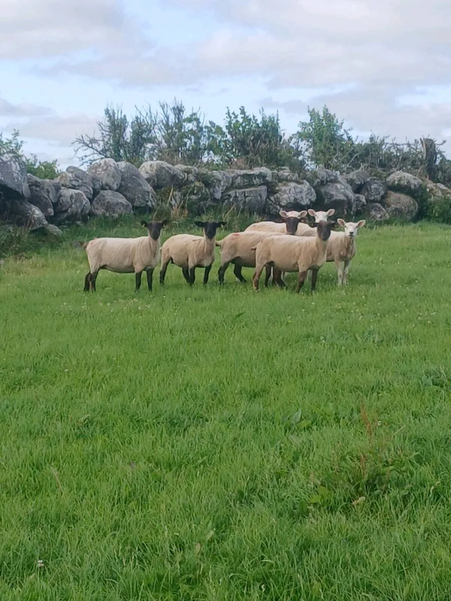 Sheep - Image 3