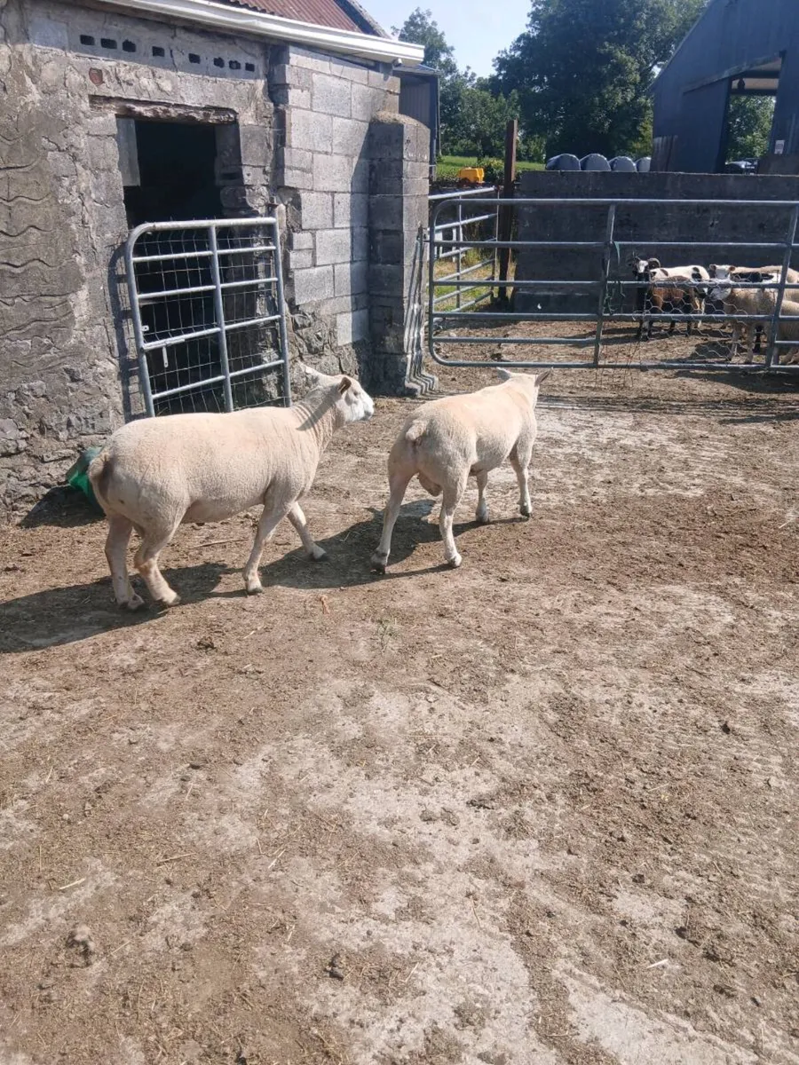 Sheep - Image 1