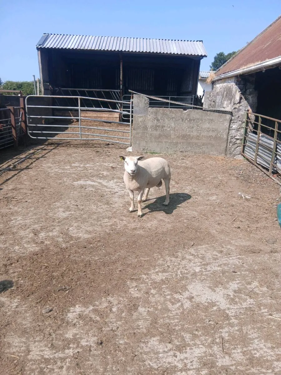 Sheep - Image 2