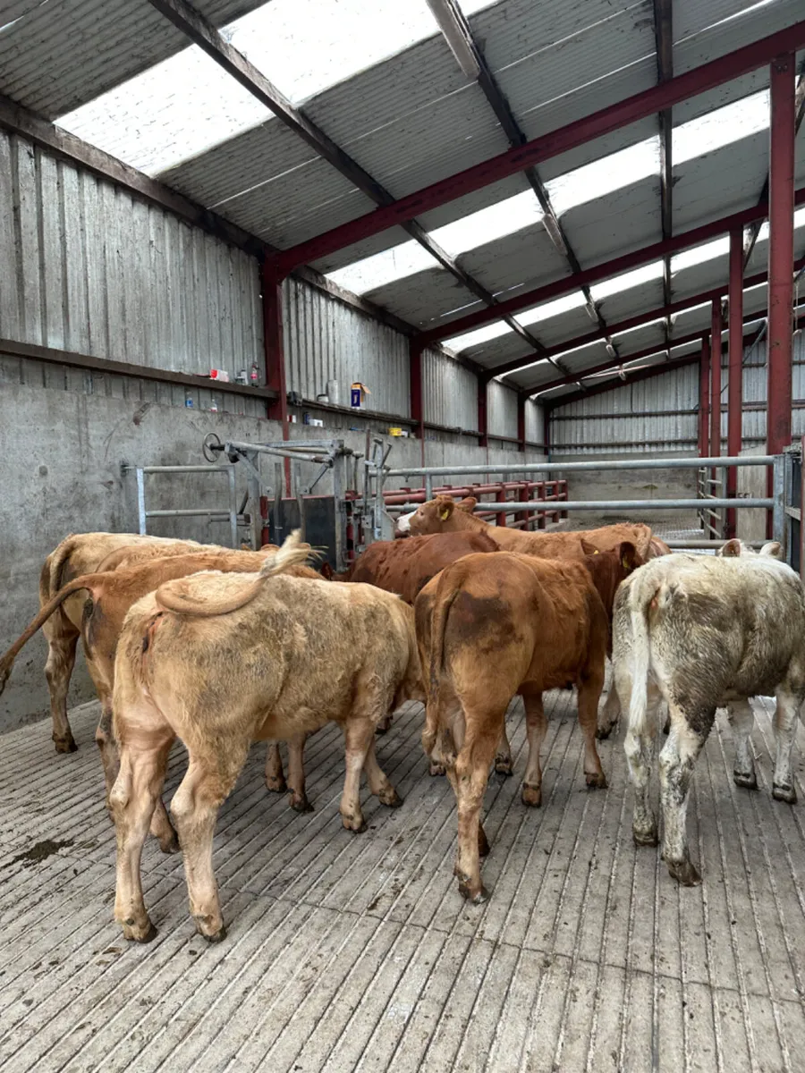Charolais and lim heifers - Image 1