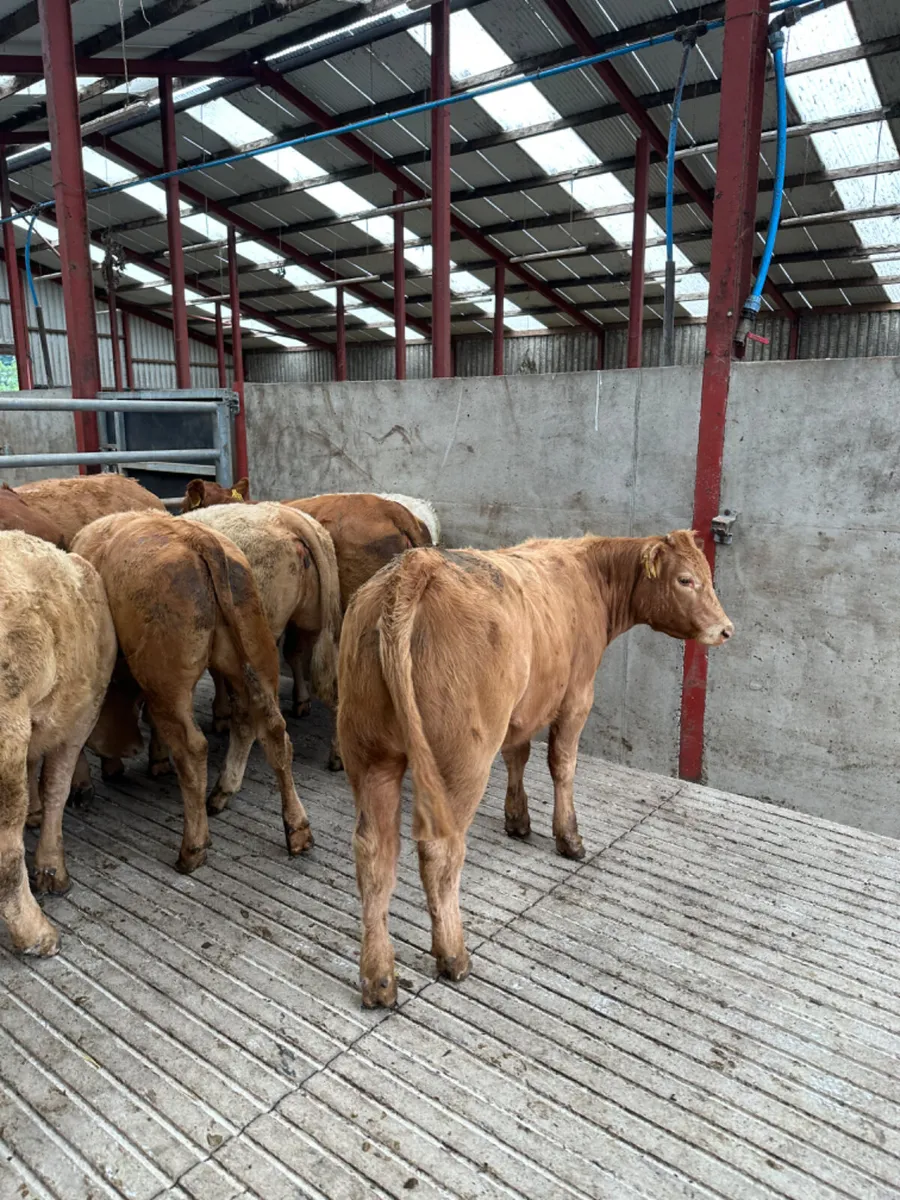 Charolais and lim heifers - Image 4