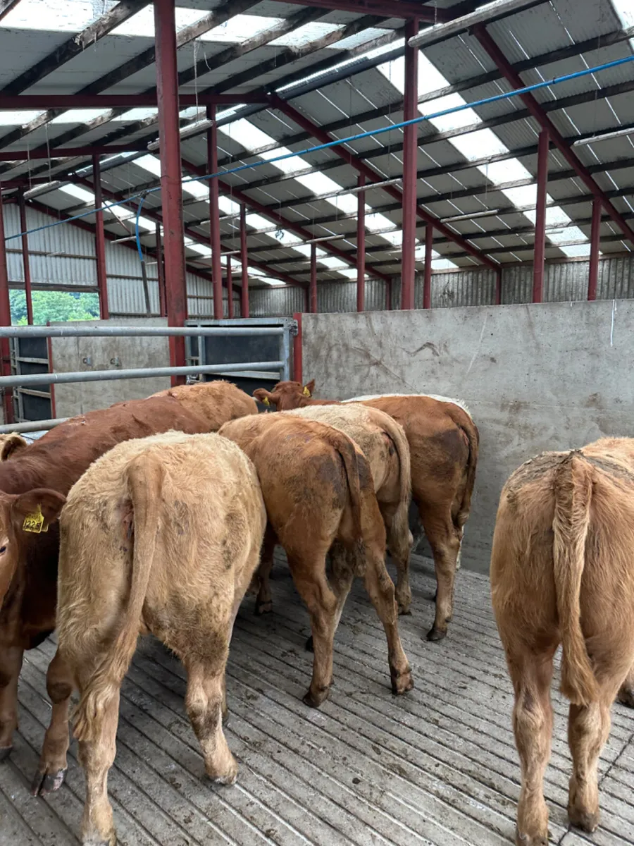 Charolais and lim heifers - Image 3